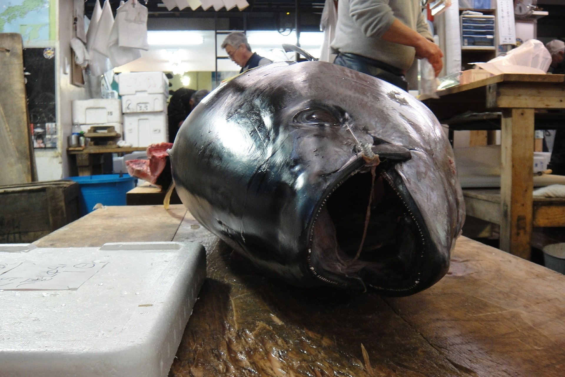 マグロに挑戦 | 富山で釣りならJ-fishing Deep sniper