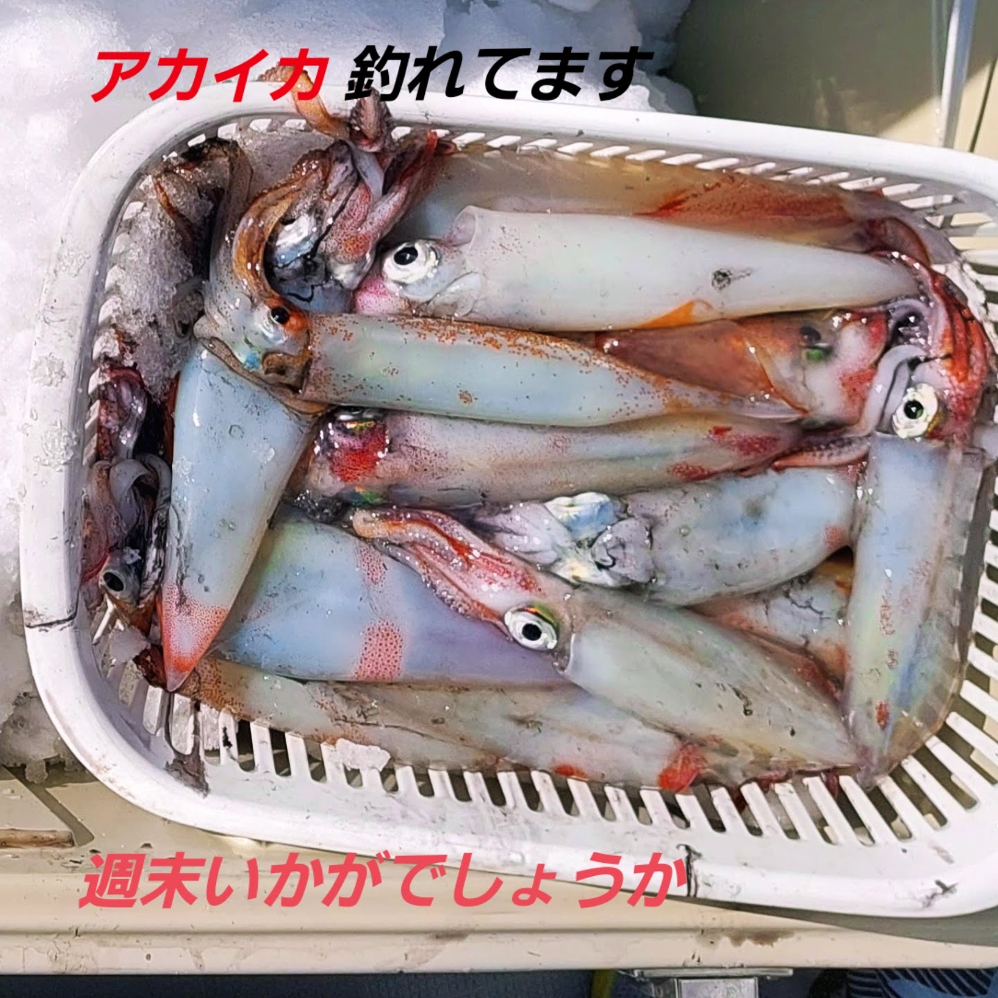 赤いかを釣りたいなら、狙い目の時期を知ることが鍵！