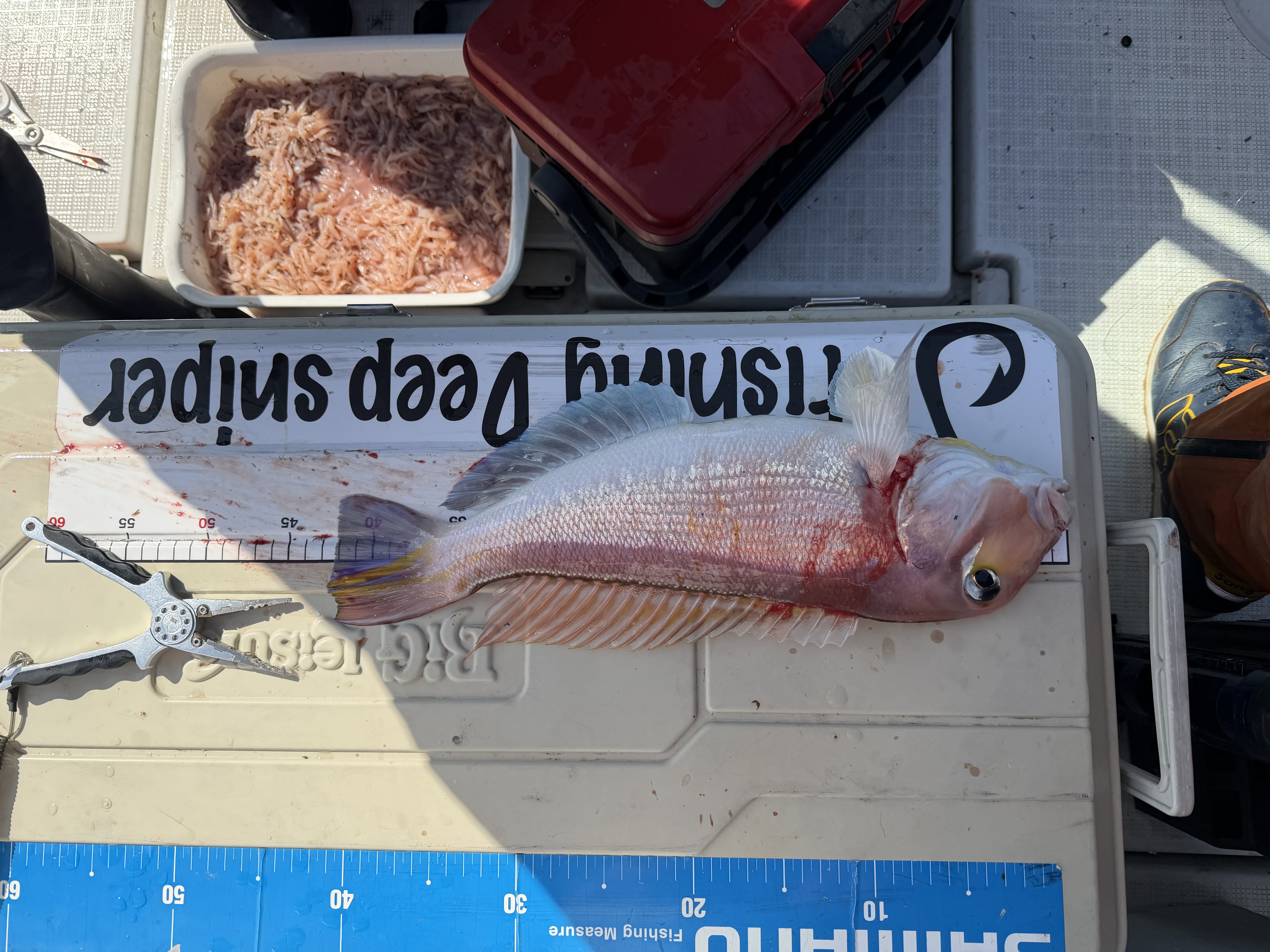 アマダイを釣るなら、富山の海へ！
