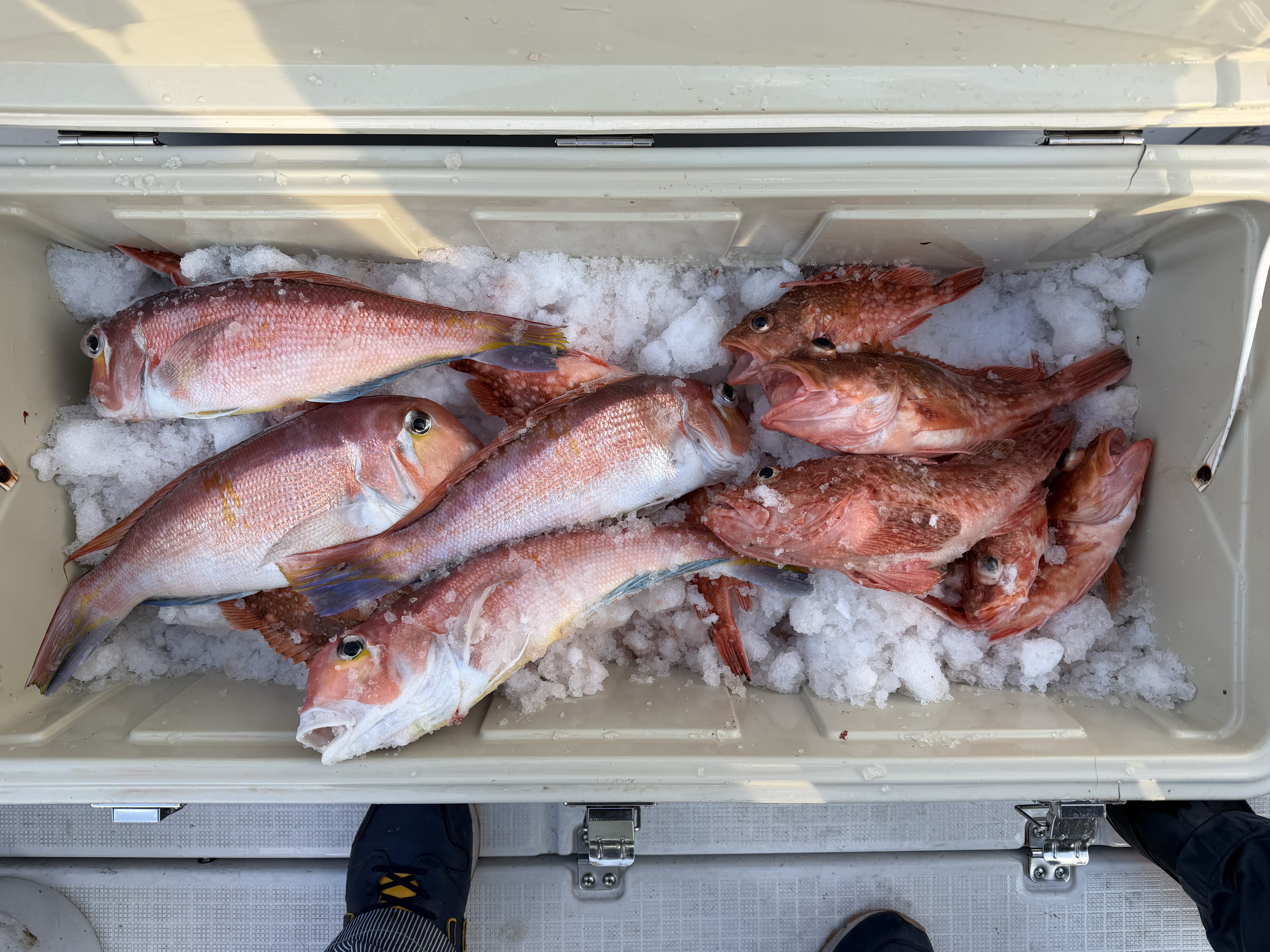 アマダイ釣りの魅力