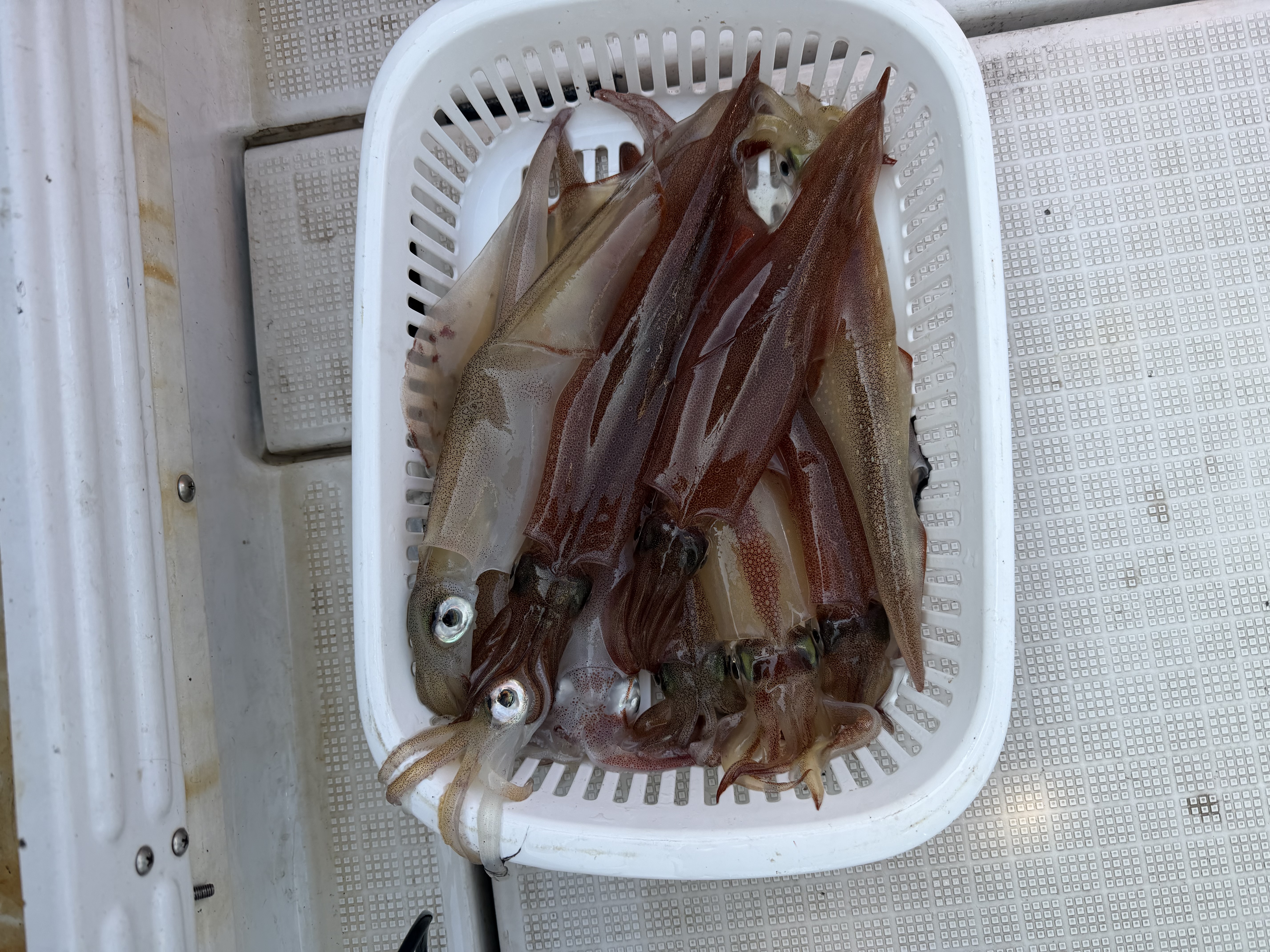 4. 季節ごとの釣果情報