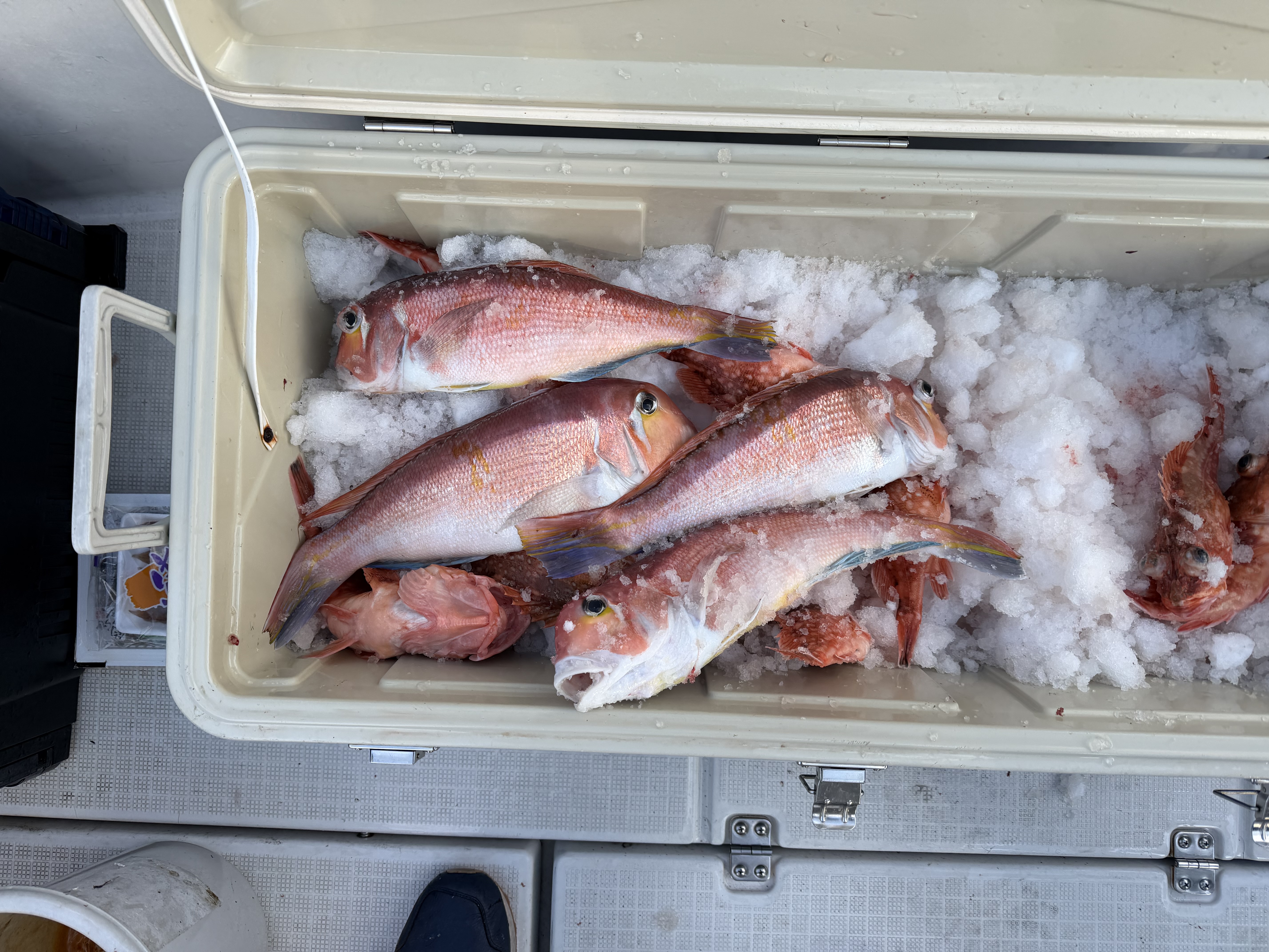 甘鯛釣りの醍醐味を富山湾で体感しよう！